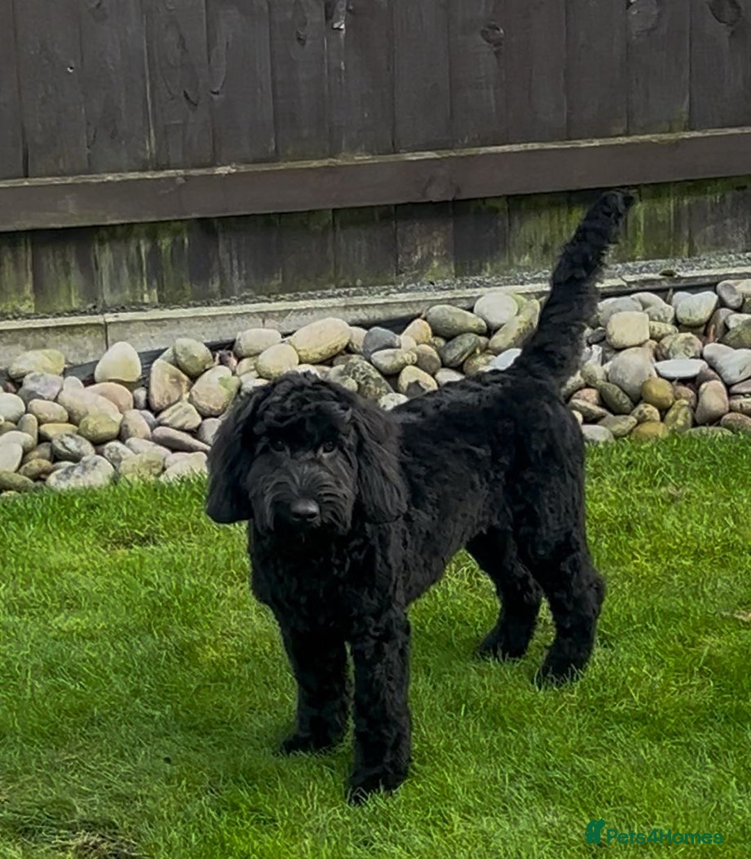 Cockapoo dogs for sale: Black Male Cockapoo Puppy - Advert 6