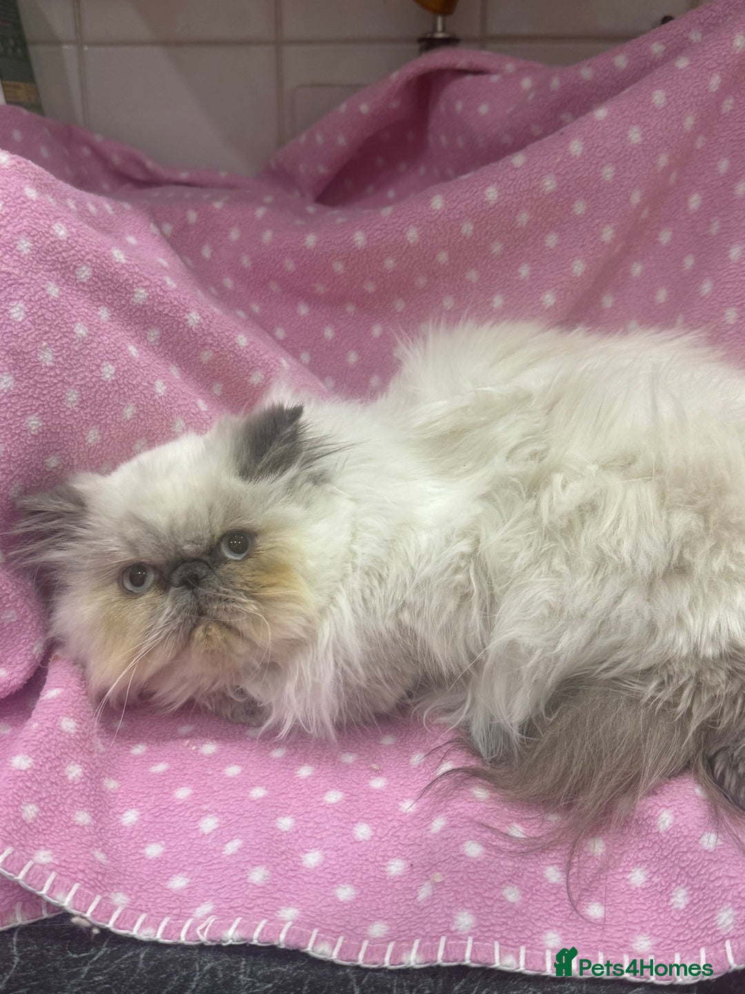 Persian cats for sale: 💕 Beautiful kitten 💕 - Advert 4