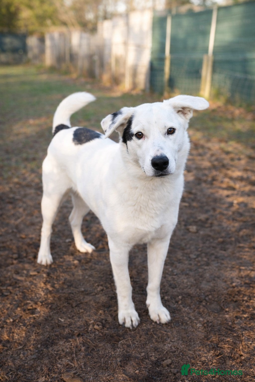 Mixed Breed dogs 🌸 MEET BIANCA - a Gentle Girl for a Loving Family - Advert 6