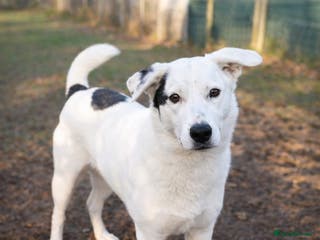 Mixed Breed dogs 🌸 MEET BIANCA - a Gentle Girl for a Loving Family - Advert 2