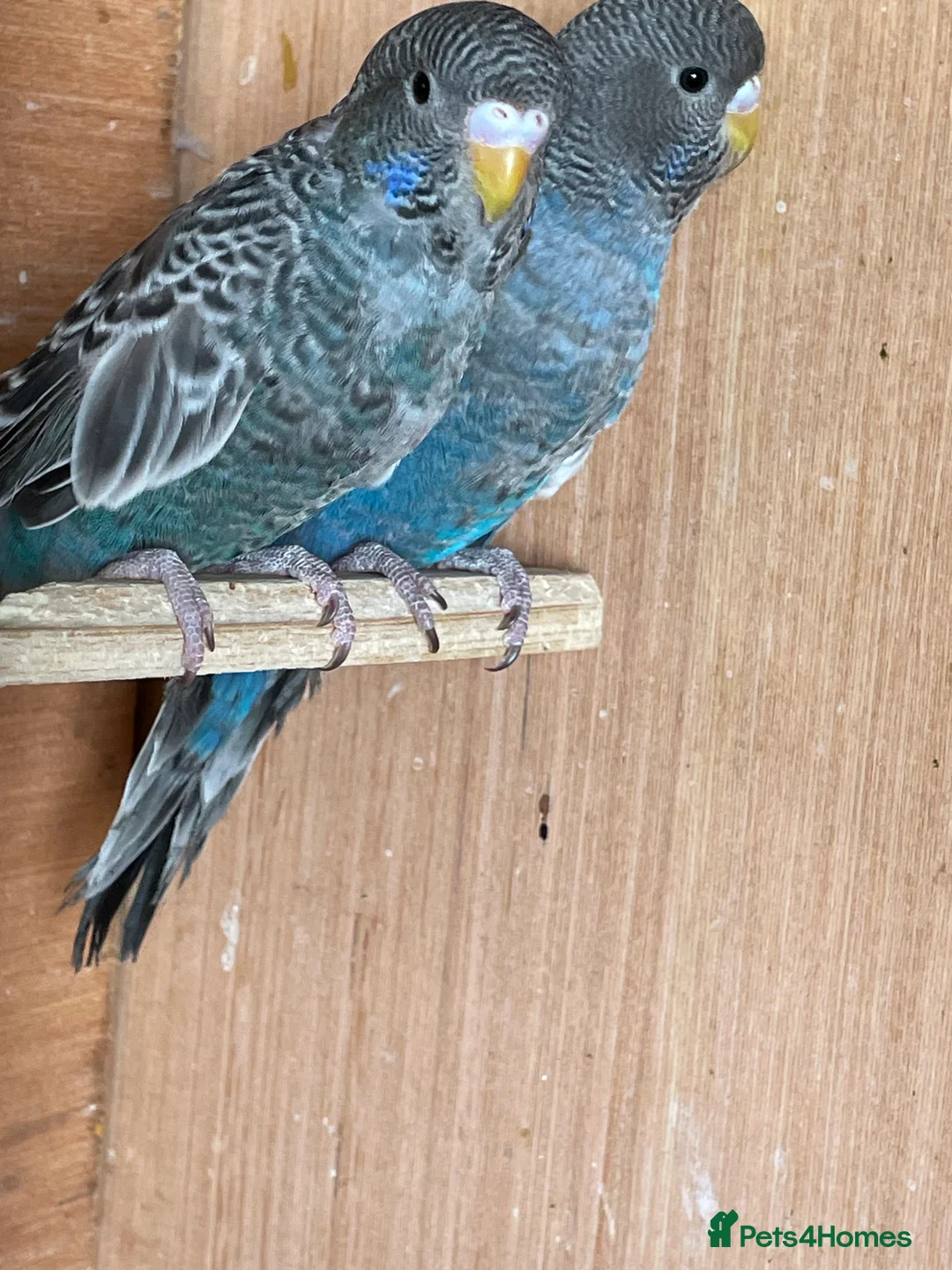 Budgerigars birds for sale: BLACKFACE SPLIT BLACKWING BUDGIES  - Advert 1