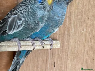 Budgerigars birds BLACKFACE SPLIT BLACKWING BUDGIES - Advert 1