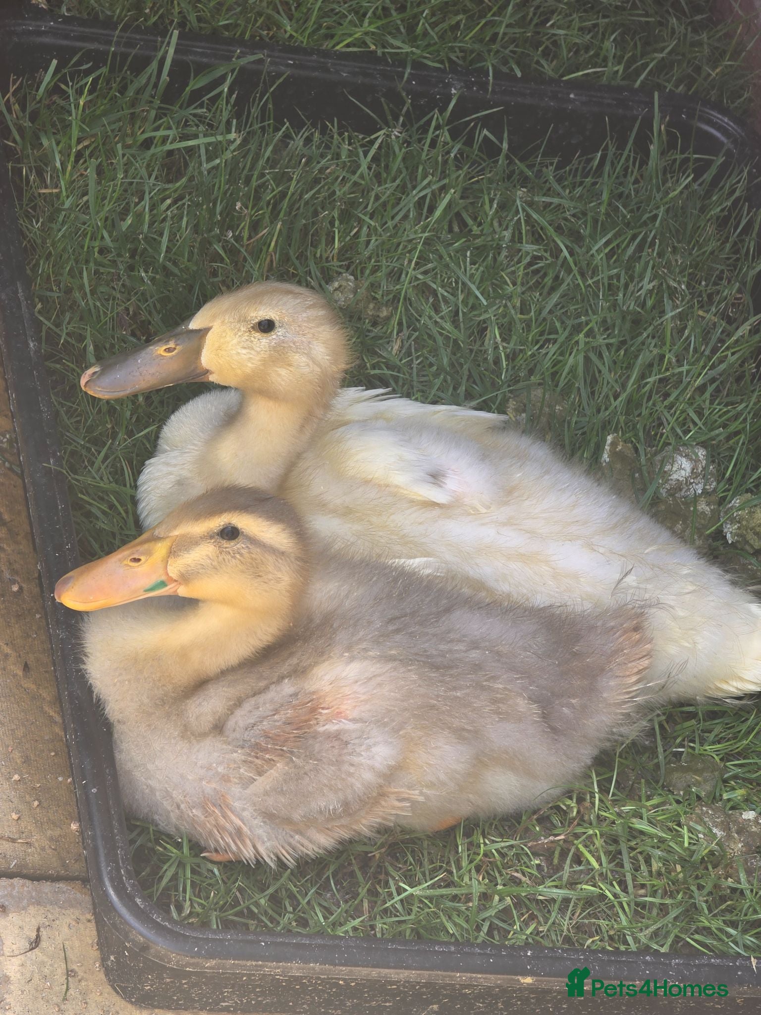 Ducks poultry Runner ducks  - Advert 6