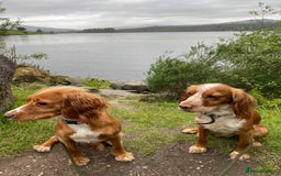 Cocker Spaniel dogs for sale: Cocker Spaniel Puppies - Advert 15