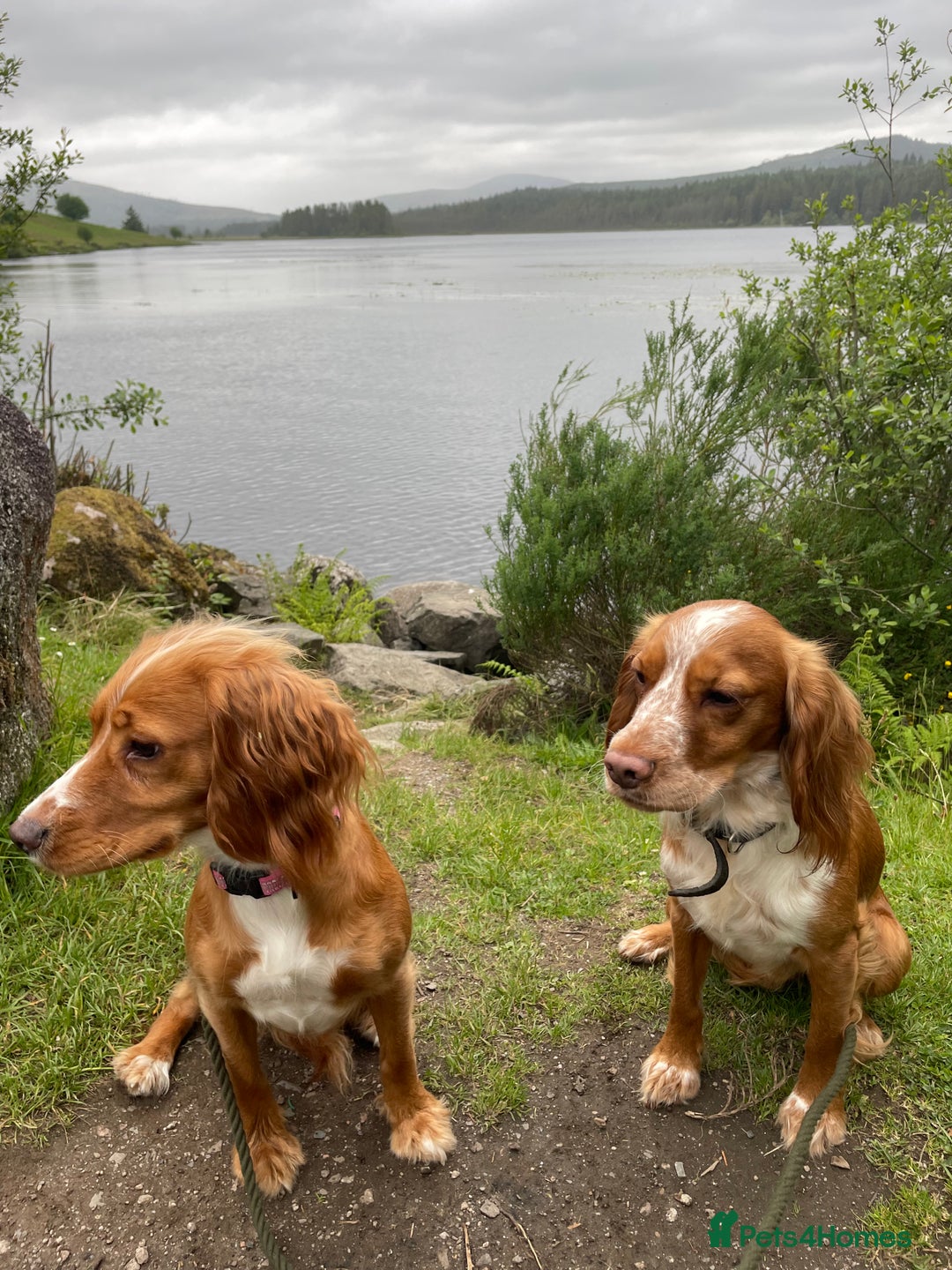 Cocker Spaniel dogs for sale: Cocker Spaniel Puppies - Advert 15