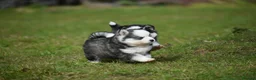 Pomsky dogs for sale: Genuine Pomsky puppies from health tested parents - Advert 20