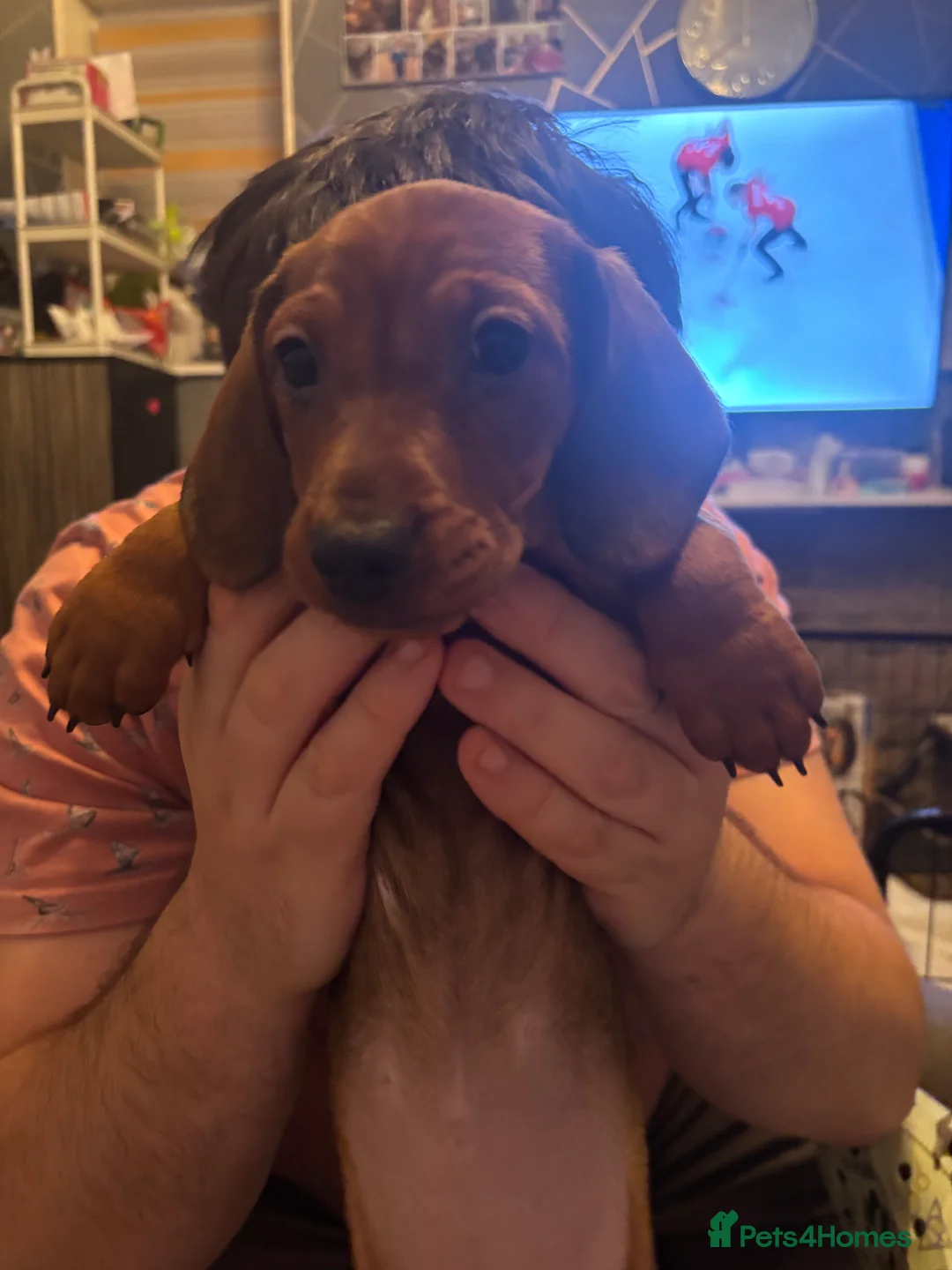 Dachshund dogs for sale: Dachshund choc-based-red puppies available now!! - Advert 4