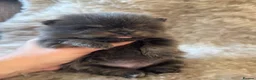 Pomeranian dogs for sale: Exclusive Stunning KC reg Teddy Bear Poms - Advert 18