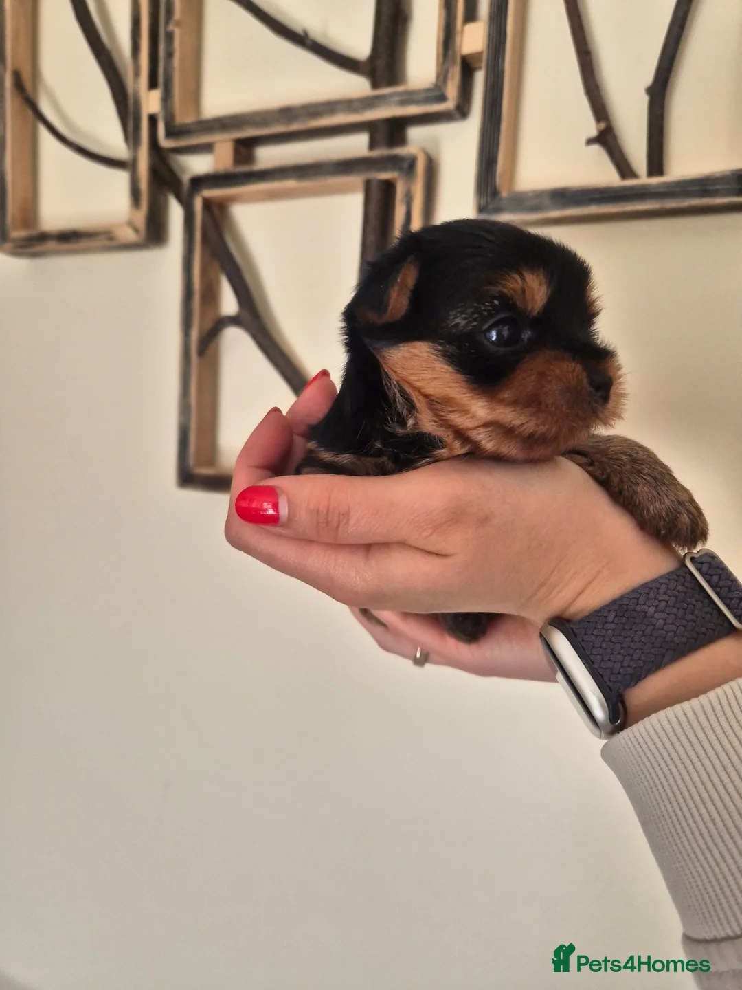 Yorkshire Terrier dogs for sale: KC Registered Yorkshire Terrier Puppies  - Advert 2