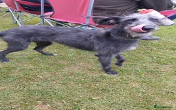 Mixed Breed dogs for sale: Bedlington whippet dog pup blue rough coated - Image 5