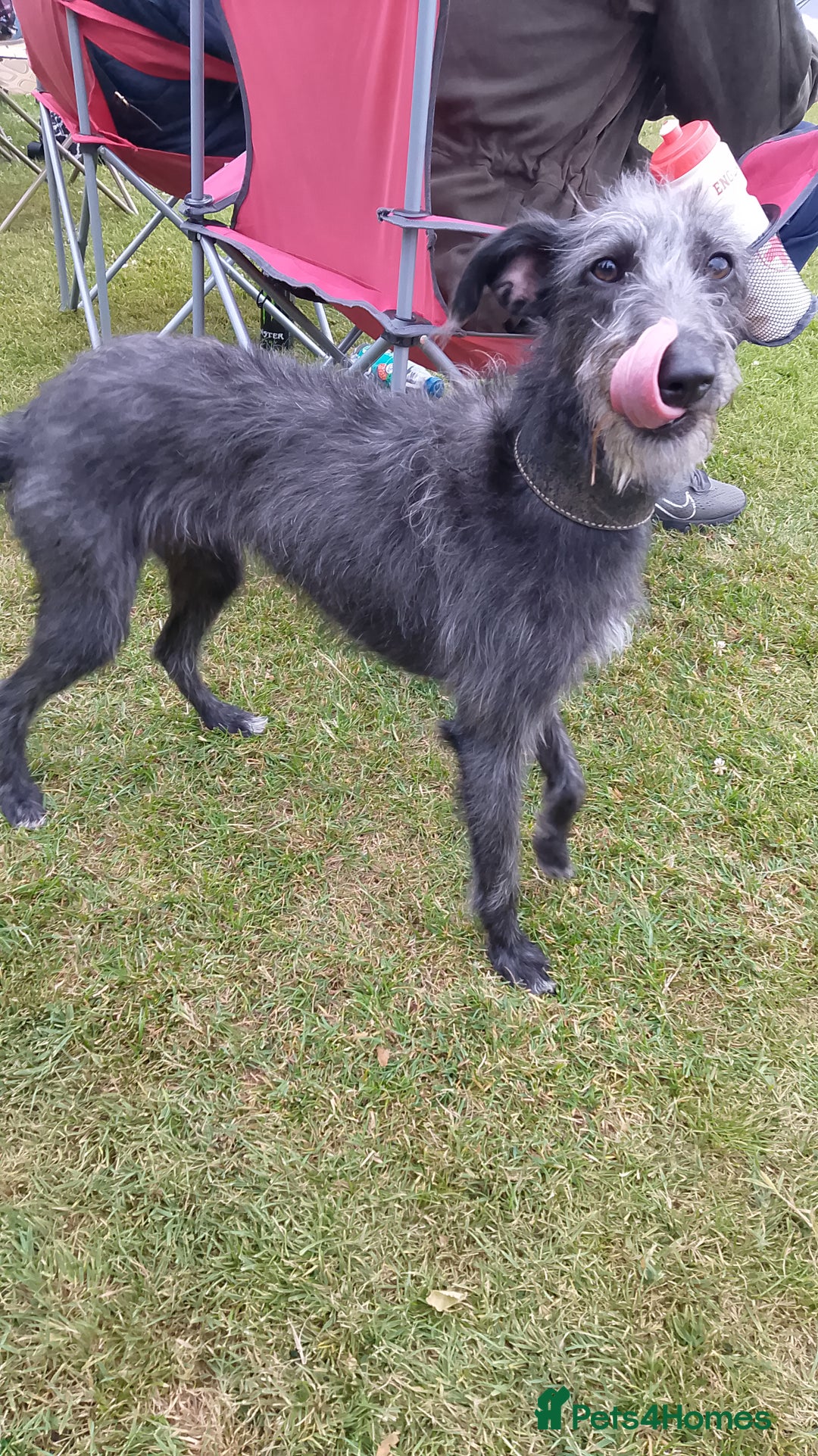 Mixed Breed dogs for sale: Bedlington whippet dog pup blue rough coated - Image 5