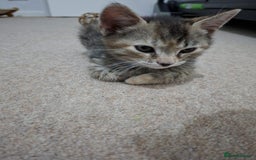 British Shorthair cats for sale: Kitten for sale . - Image 4
