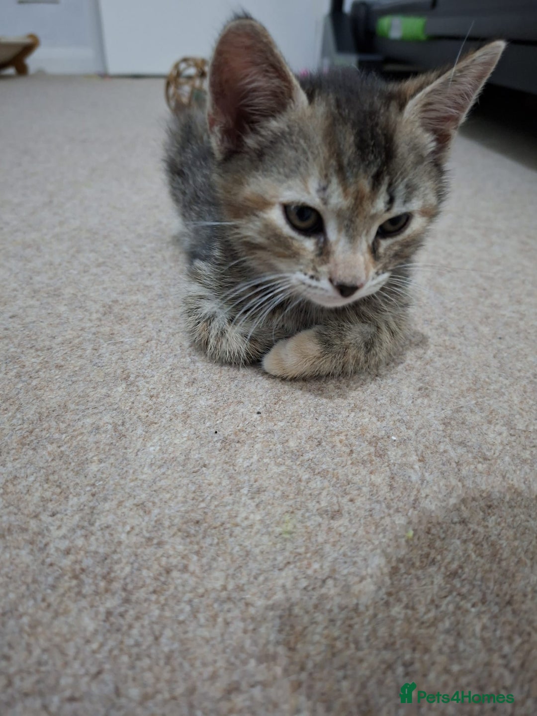 British Shorthair cats for sale: Kitten for sale . - Image 4