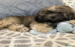 Shihpoo dogs for sale: shihpoo puppies for sale  - Image 22
