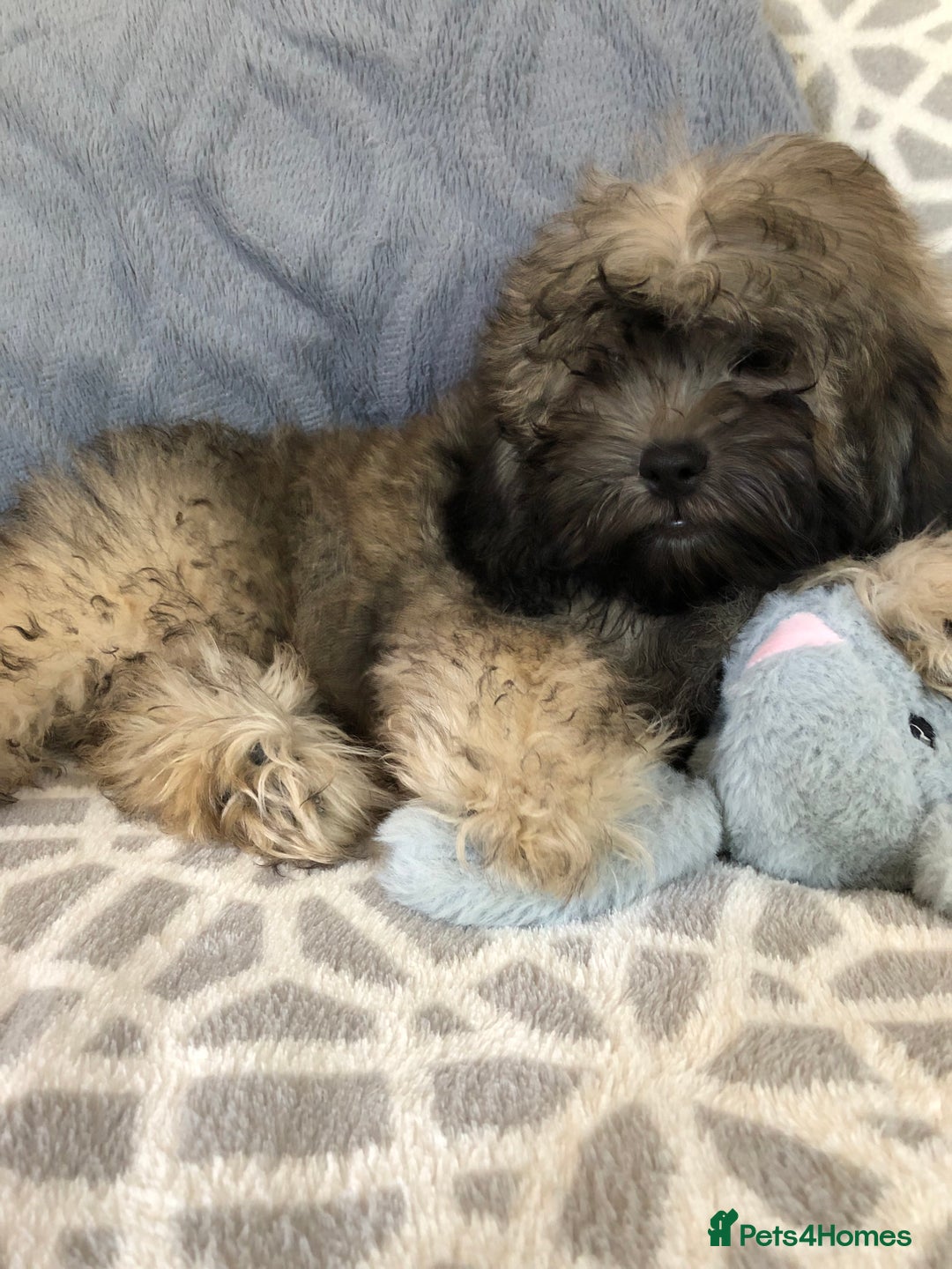 Shihpoo dogs for sale: shihpoo puppies for sale  - Image 22