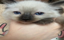 Ragdoll cats for sale: Ragdoll kittens - Advert 5