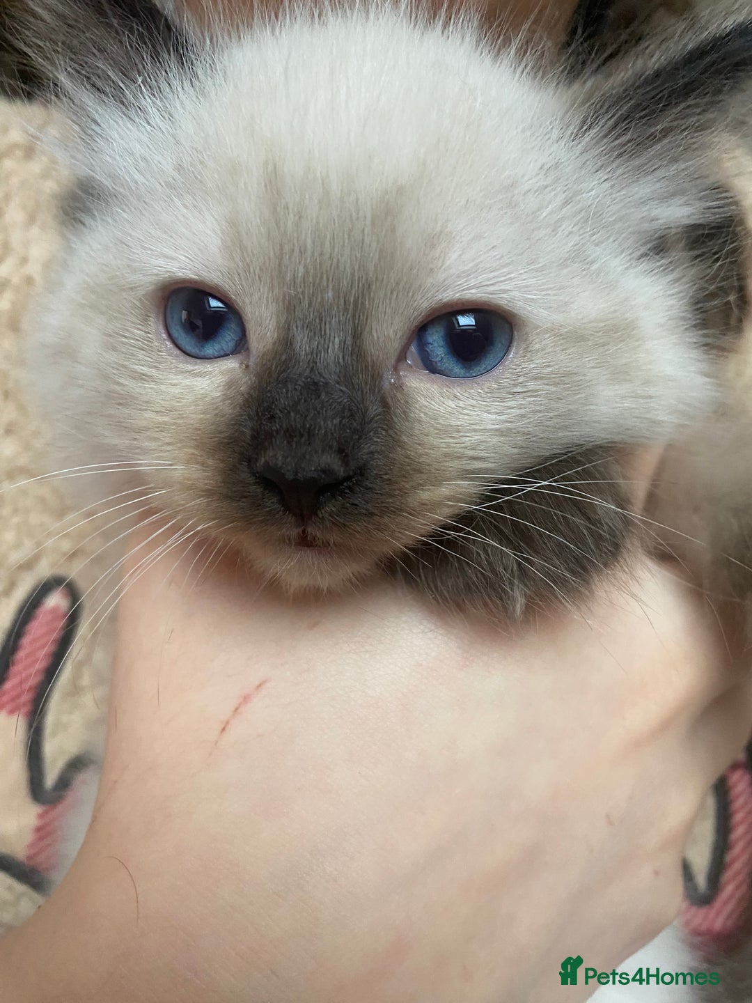 Ragdoll cats for sale: Ragdoll kittens - Advert 5