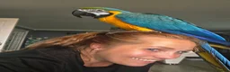 Macaws birds for sale: BLUE & GOLD MACAW, 2 YEARS OLD, COMPLETE SETUP in Maryport - Advert 14