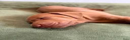 Hungarian Vizsla dogs for sale: Ready this weekend Beautiful litter.  - Advert 14