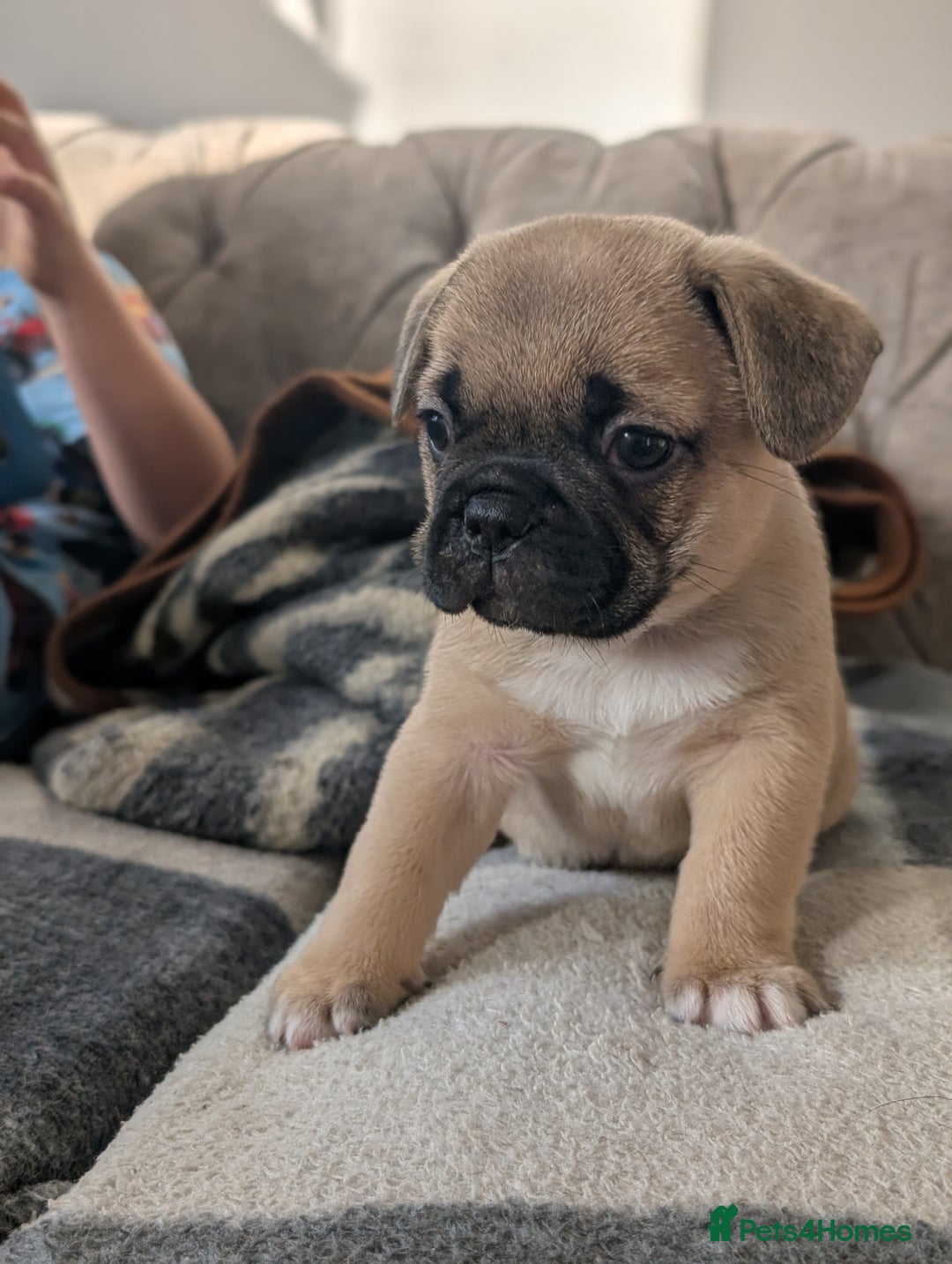 French Bulldog dogs for sale: French bulldog puppy's ready to go! - Advert 18
