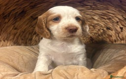 Cocker Spaniel dogs for sale: Cocker spaniel puppies - Advert 6