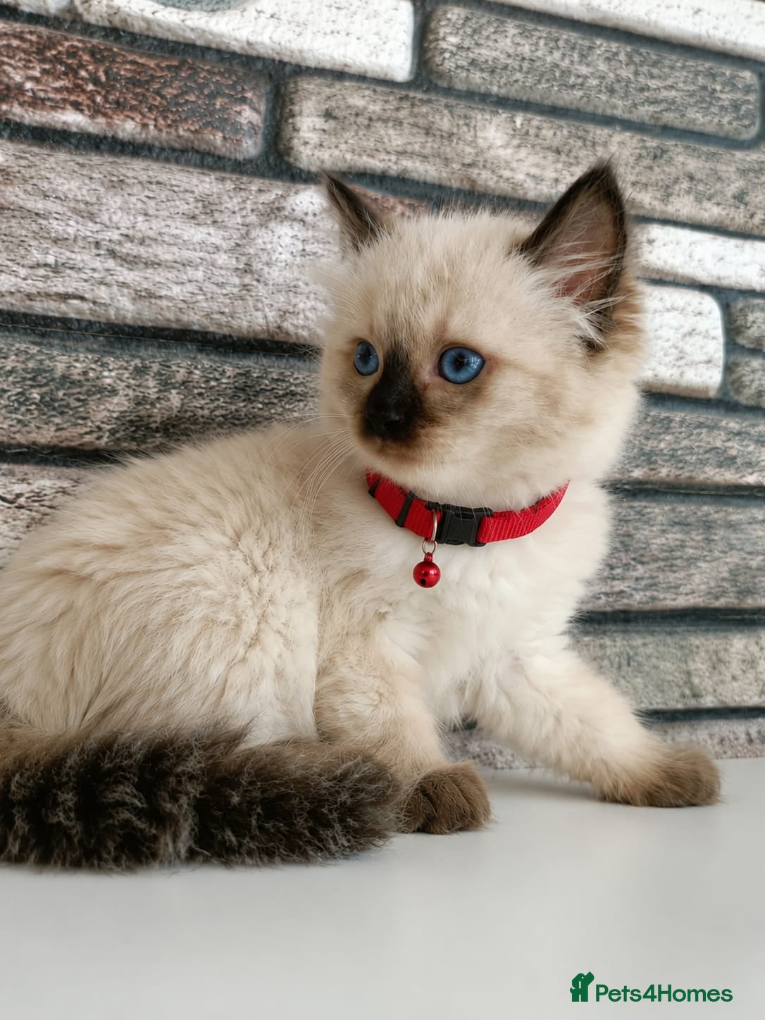 Ragdoll cats Dad registered Fife&mom DNA tested pure ragdoll 🐾 - Advert 1