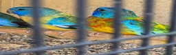 Parakeets birds for sale: 2 Male Splendids For Sale in Northampton - Advert 2