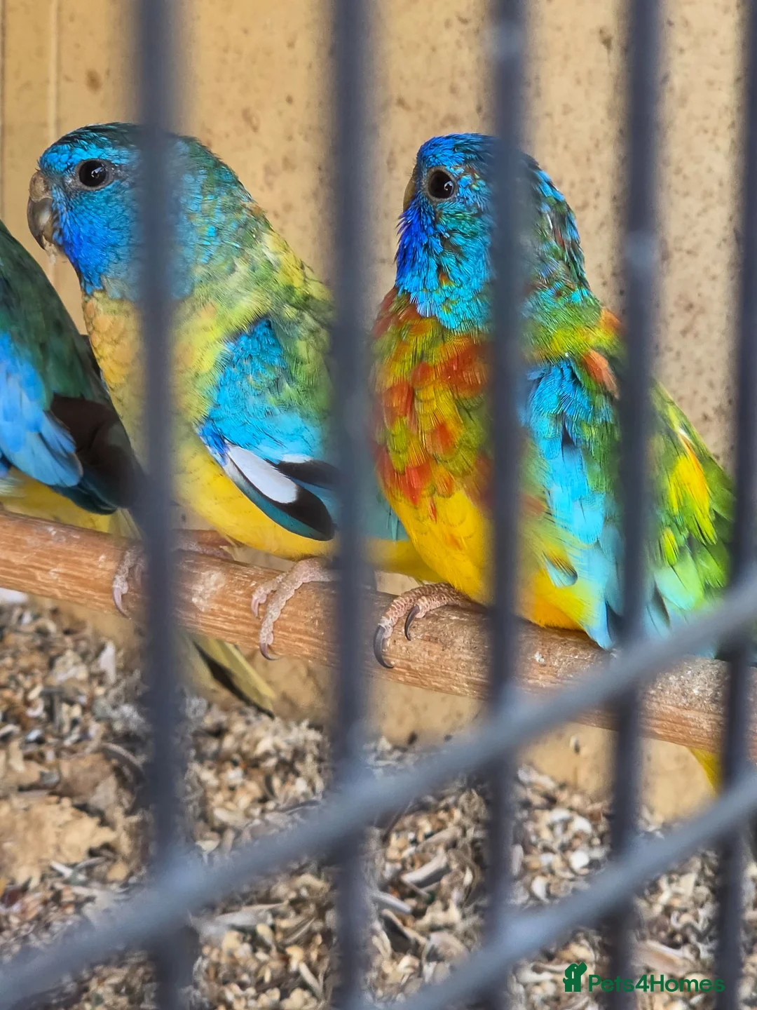 Parakeets birds for sale: 2 Male Splendids For Sale in Northampton - Advert 2