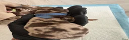 Miniature Dachshund dogs for sale: KC Miniature Dachshund Puppies | Champion Lines 🐾 - Advert 9
