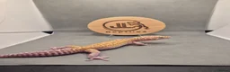 Leopard Gecko reptiles for sale: 4 leopard geckos for sale  - Advert 3