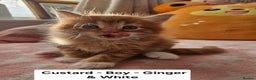 Mixed Breed cats for sale: Beautiful ginger mix long hair maine coon kittens - Advert 18