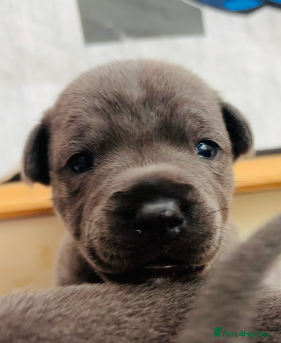 Staffordshire Bull Terrier dogs for sale: KC Registered Blue Staffordshire bull terrier - Image 7