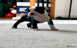 Boston Terrier dogs for sale: Beautiful Chunky KC Boston Terrier Puppies - Image 2