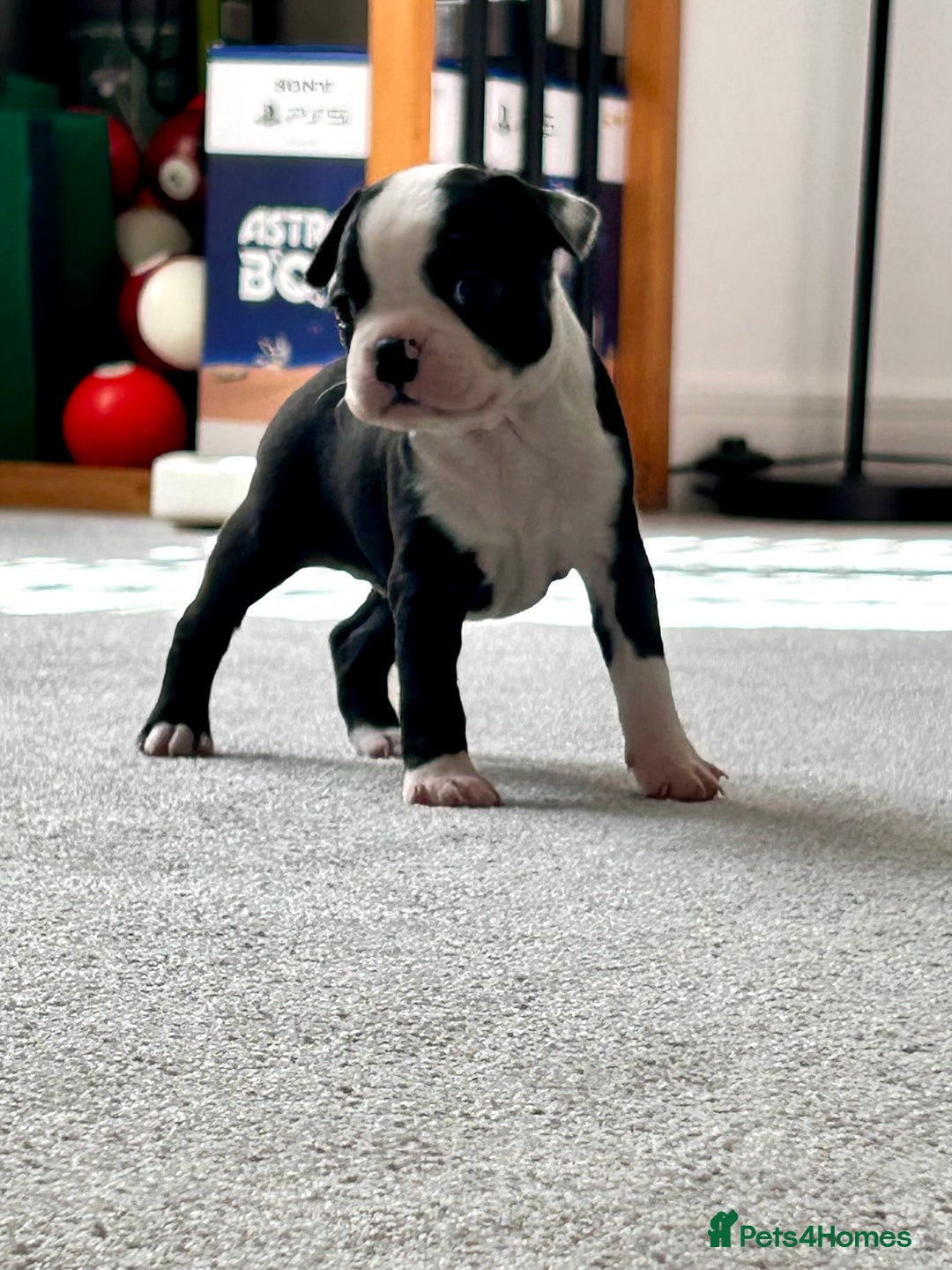 Boston Terrier dogs for sale: Beautiful Chunky KC Boston Terrier Puppies - Image 2