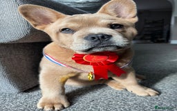 French Bulldog dogs for stud: STUNNING FRENCHIE X CHOW CHOW STUD 🐾🐶💙 - Image 7