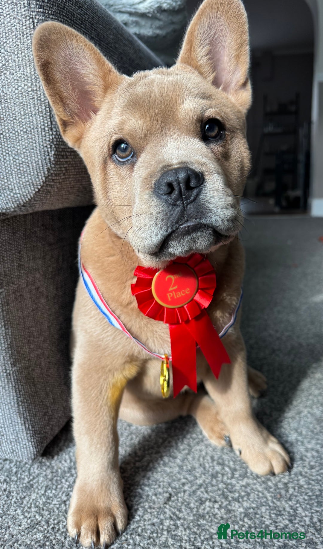 French Bulldog dogs for stud: STUNNING FRENCHIE X CHOW CHOW STUD 🐾🐶💙 - Image 7