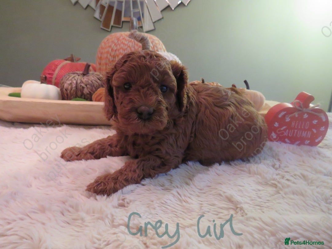 Cavapoo dogs for sale: Gorgeous Health Tested Cavapoo F1B Puppies - Image 18