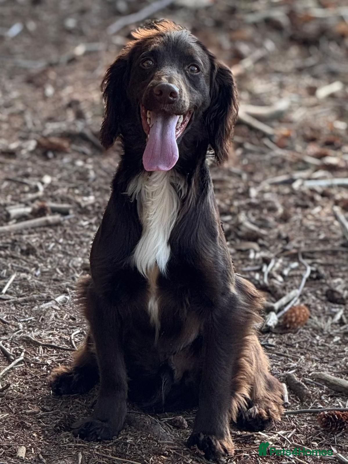 Cocker Spaniel dogs Exceptional Working Cocker Spaniel Puppies - Advert 2