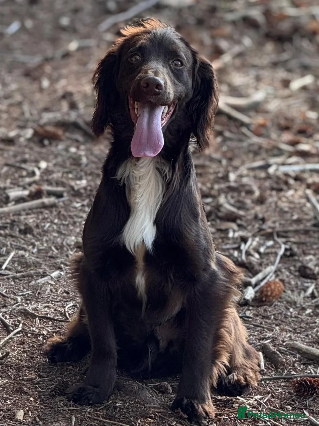Cocker Spaniel dogs for sale: Exceptional Working Cocker Spaniel Puppies in Ashbourne - Advert 2