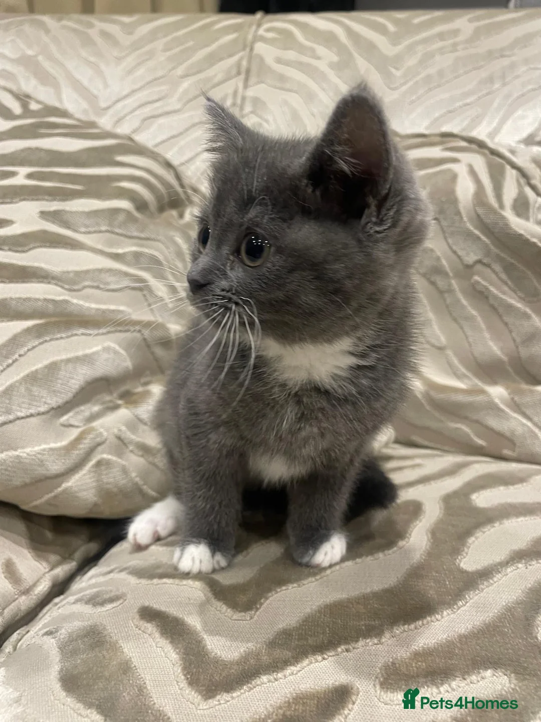 British Shorthair cats for sale: British shorthair kittens  - Advert 8