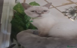 British Shorthair cats for sale: Lovely queeni looking  for  new home - Image 8