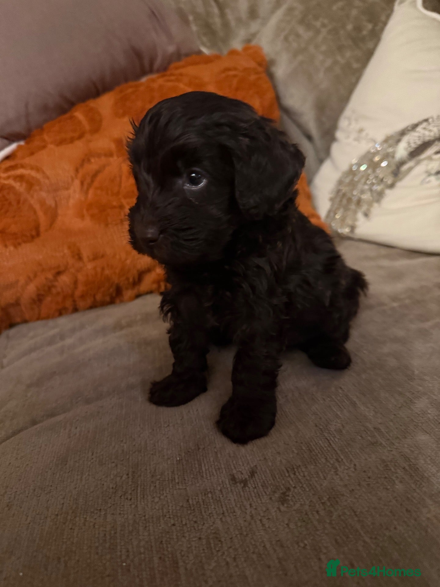 Cockapoo dogs F1b Toy velvet chocolate cockapoo pup- male  - Advert 13