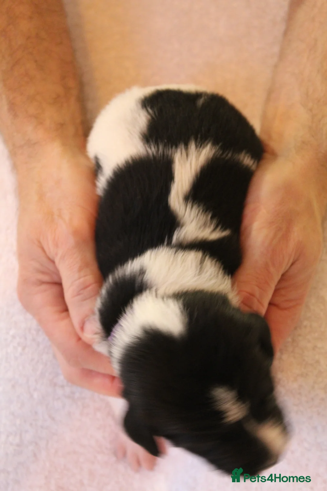 Sprollie dogs for sale: Intelligent & Affectionate Sprollie Puppies  - Advert 20