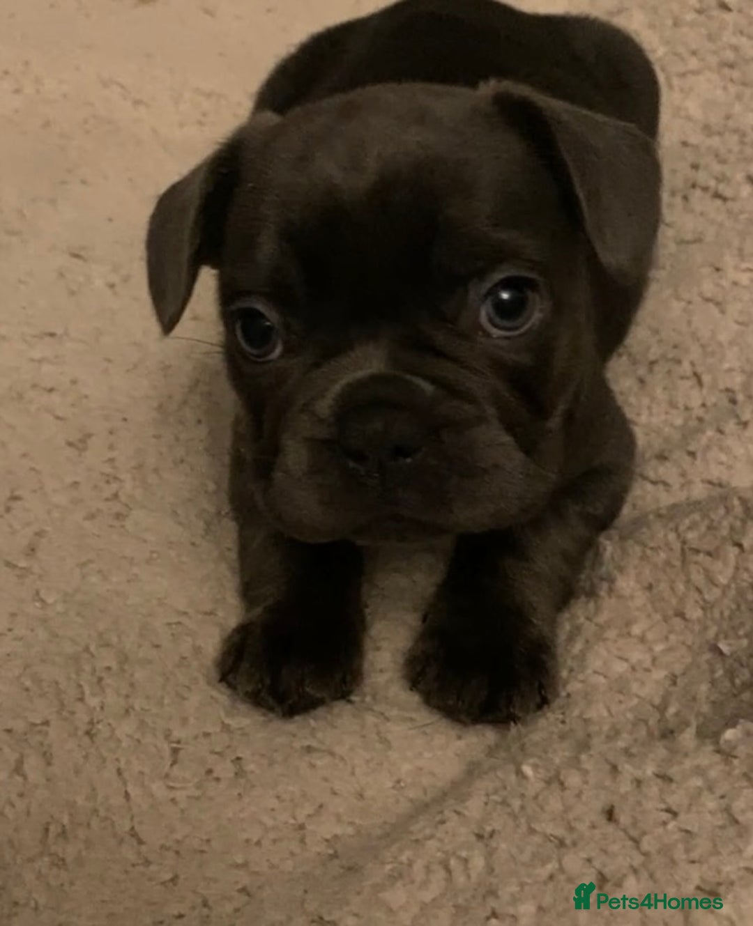 French Bulldog dogs for sale: French bulldogs puppy’s for sale - Advert 16