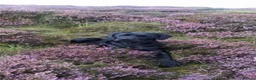 Goldador dogs for sale: Stunning black goldador puppies - Advert 10