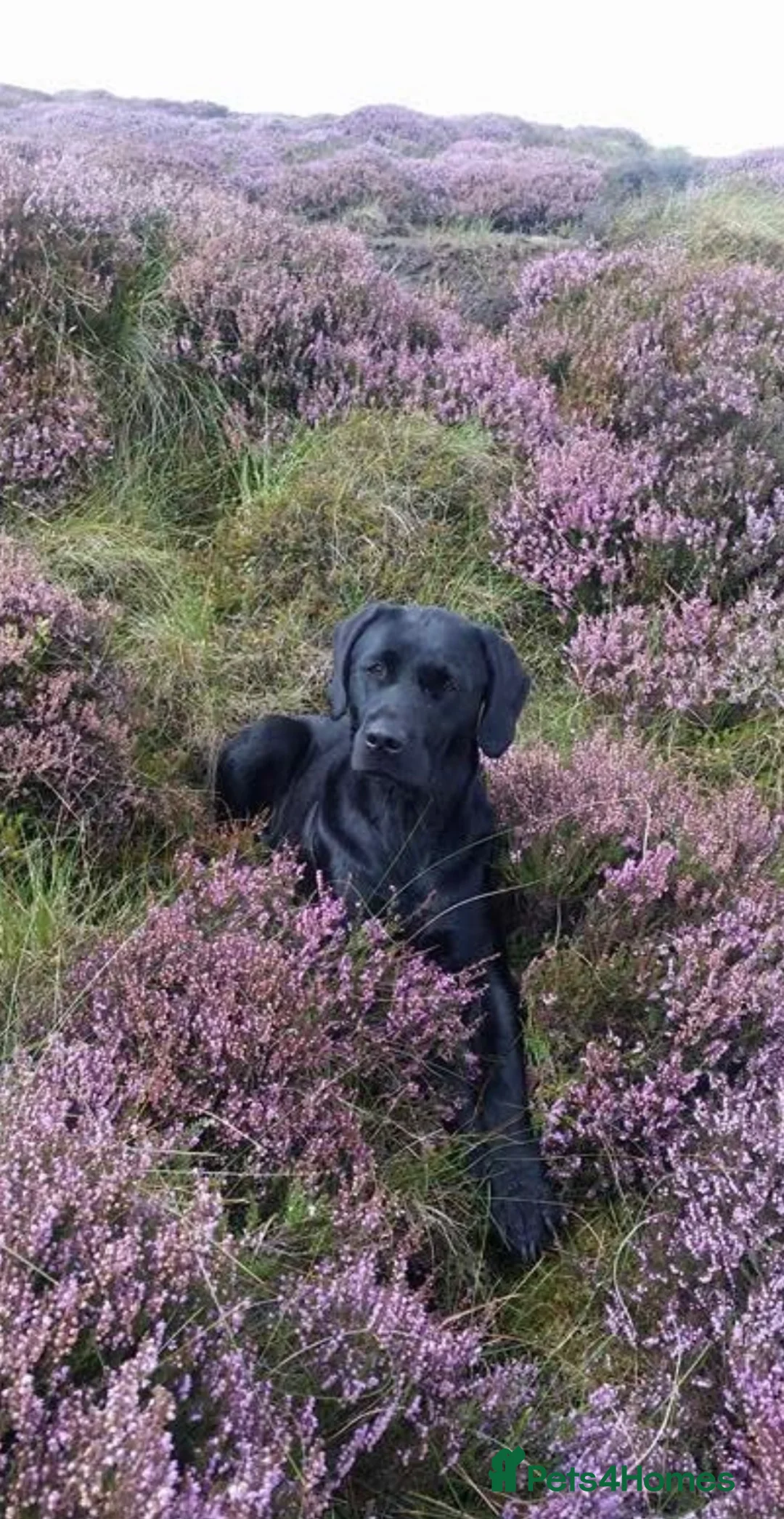 Goldador dogs for sale: Stunning black goldador puppies - Advert 10