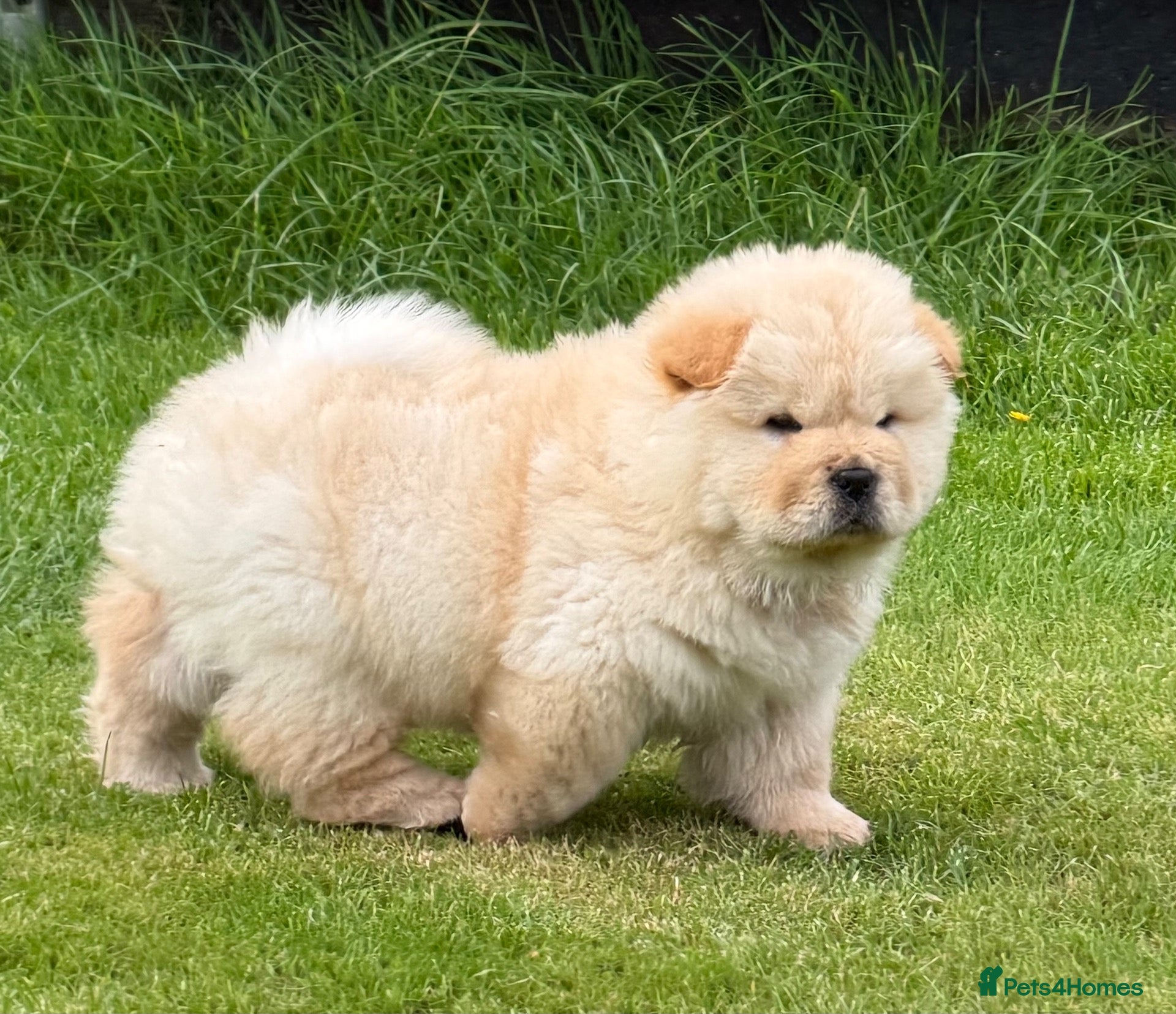 Chow Chow dogs Cream chow chow puppies - Advert 2