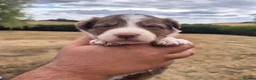 Border Collie dogs for sale: KC REGISTERED beautiful border collie pups  - Advert 1