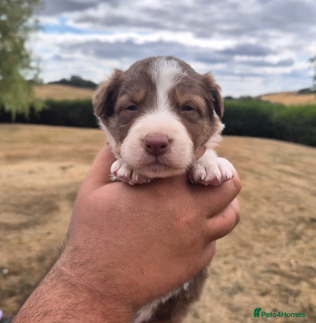 Border Collie dogs for sale: KC REGISTERED beautiful border collie pups  - Advert 1