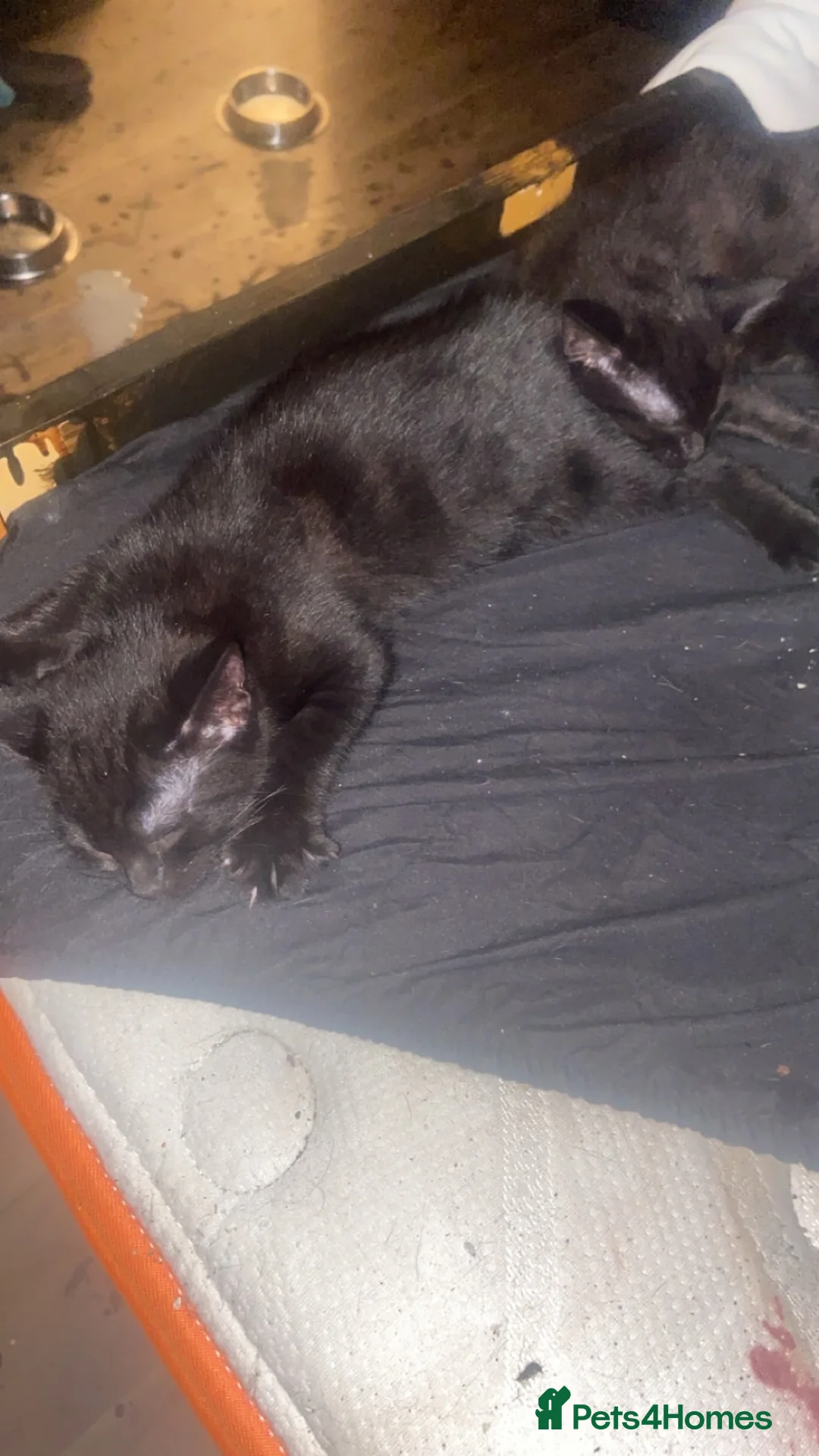 Mixed Breed cats for sale: 1 black male kitten  - Advert 2